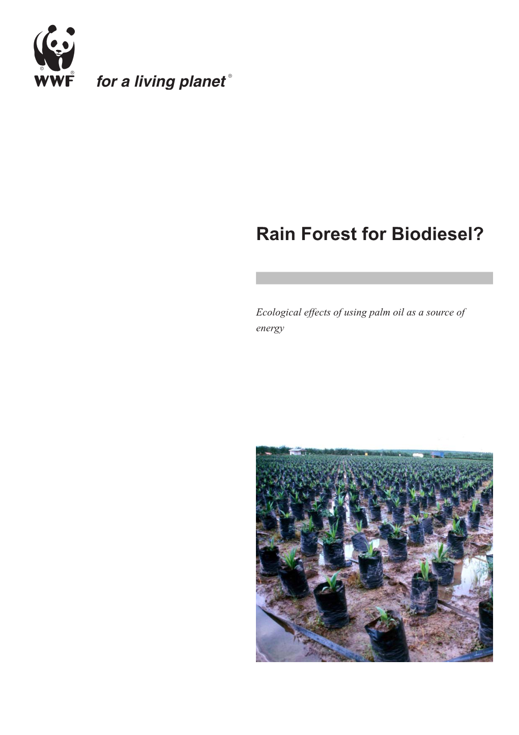 Rain Forest for Biodiesel?