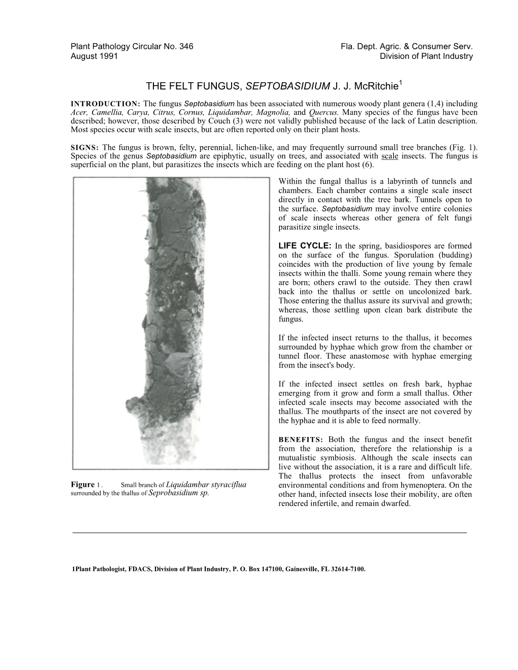 THE FELT FUNGUS, SEPTOBASIDIUM J. J. Mcritchie1