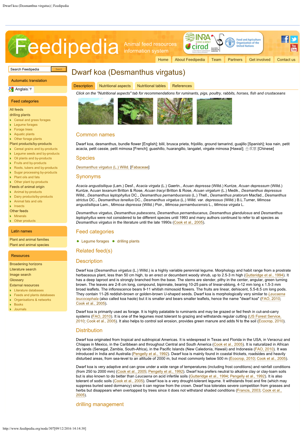 Desmanthus Virgatus) | Feedipedia