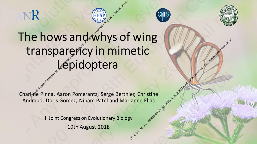 The Hows and Whys of Wing Transparency in Mimetic Lepidoptera