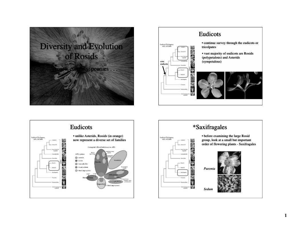 Diversity and Evolution of Rosids