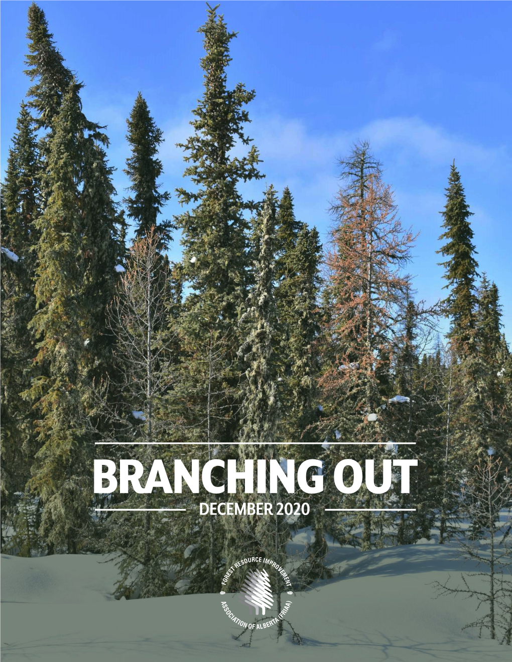 Branching out – December 2020