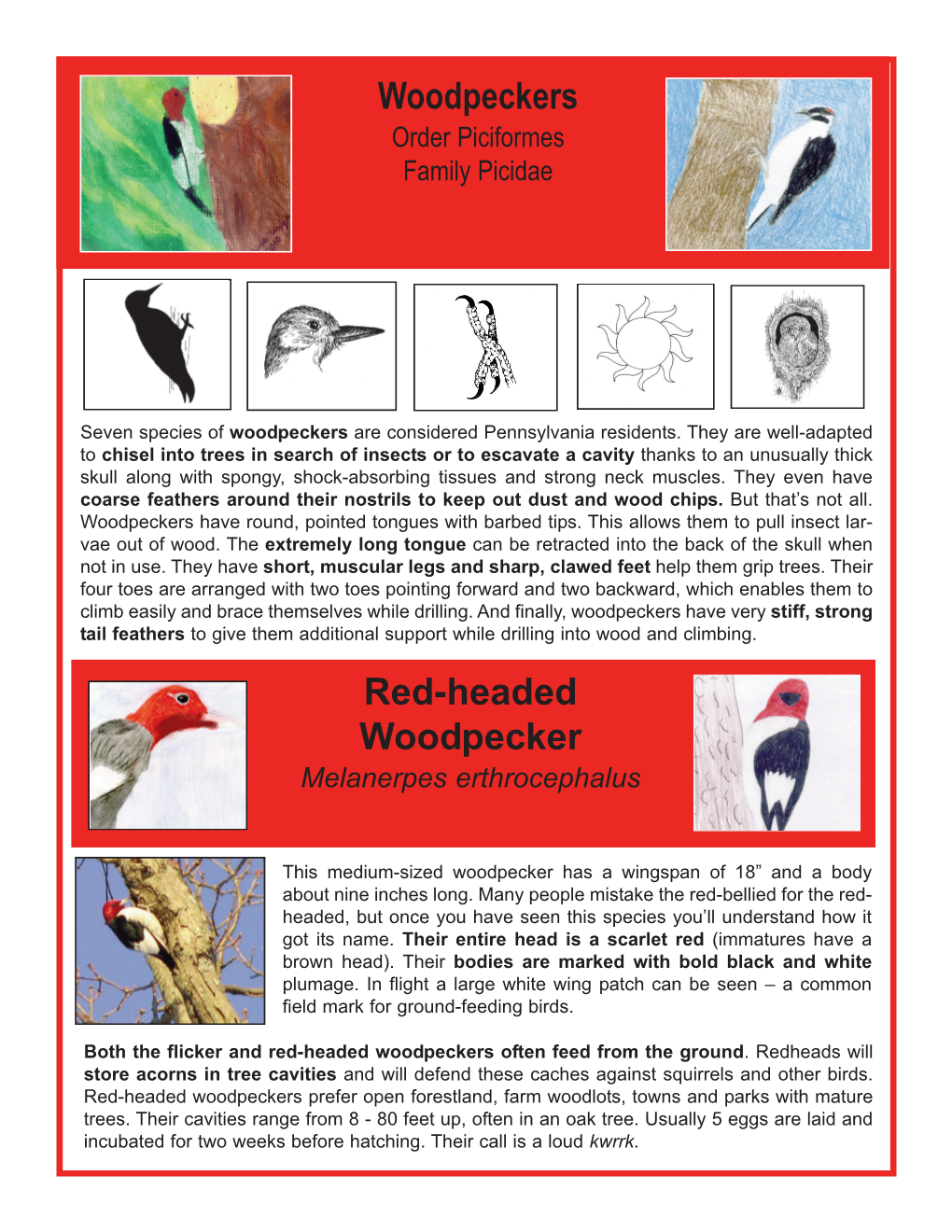 Pileated Woddpecker, Northern Flicker, Downy Woodpecker
