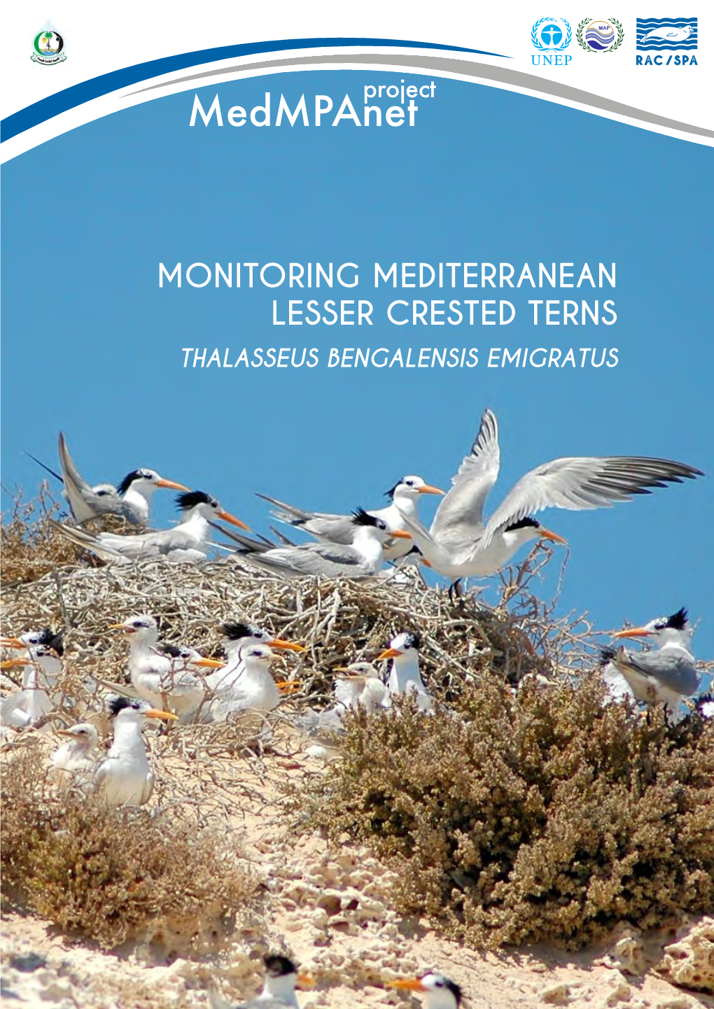 Monitoring Mediterranean Lesser Crested Terns Thalasseus Bengalensis Emigratus