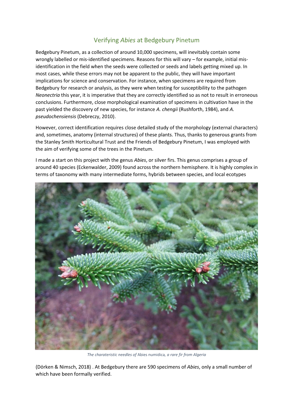 Verifying Abies at Bedgebury Pinetum