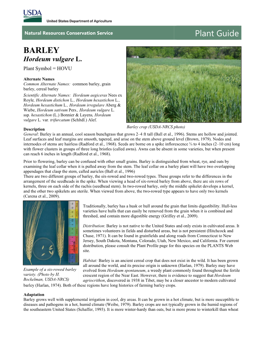 Barley Plant Guide