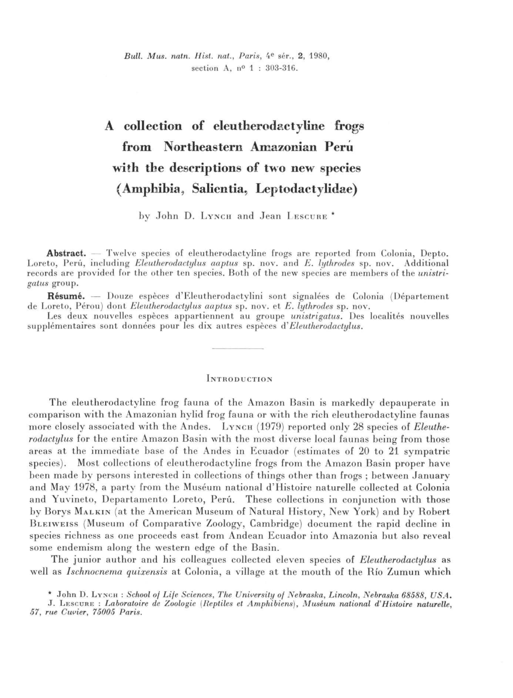 A Collection of Eleutherodactyline Frogs from Northeastern Amazonian Peru with the Descriptions of Two New Species (Amphibia, Salientia, Leptodactylidae)