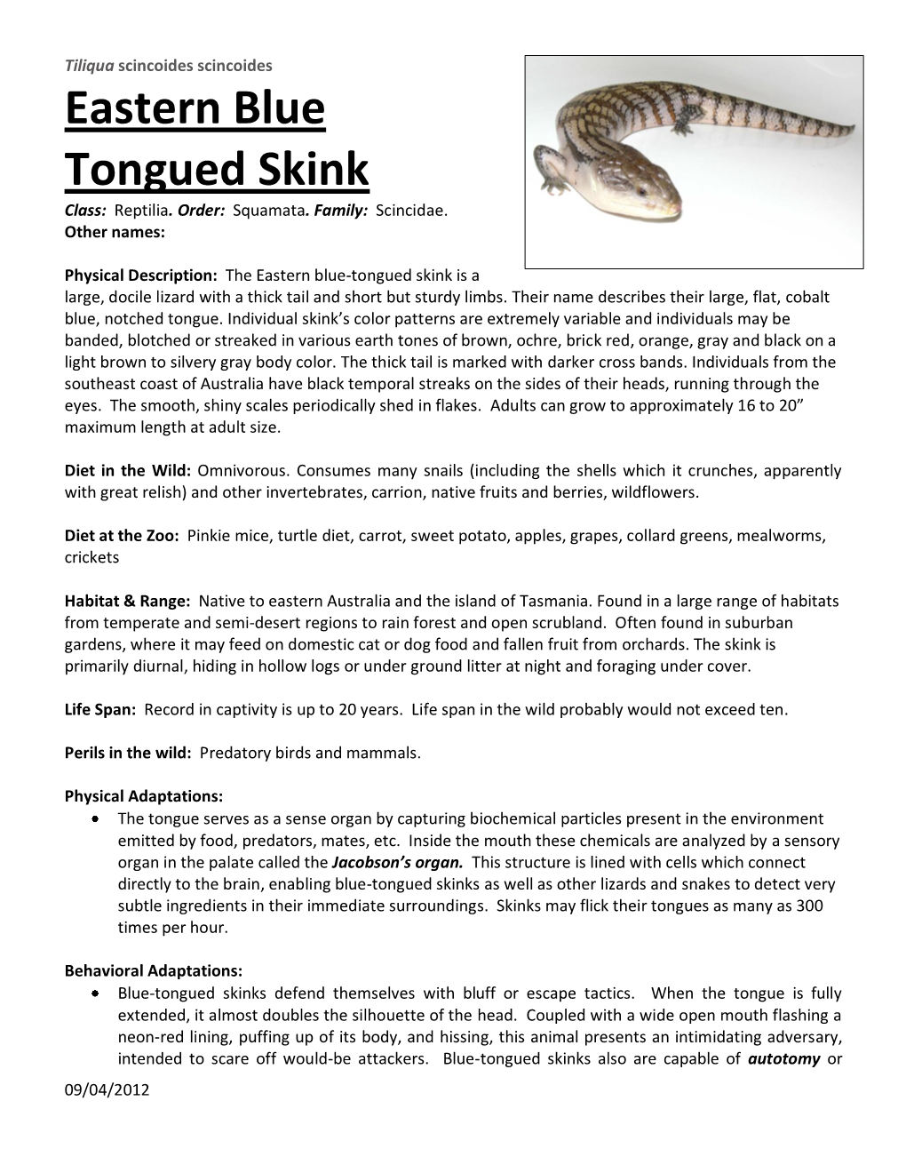 Eastern Blue Tongued Skink Class: Reptilia