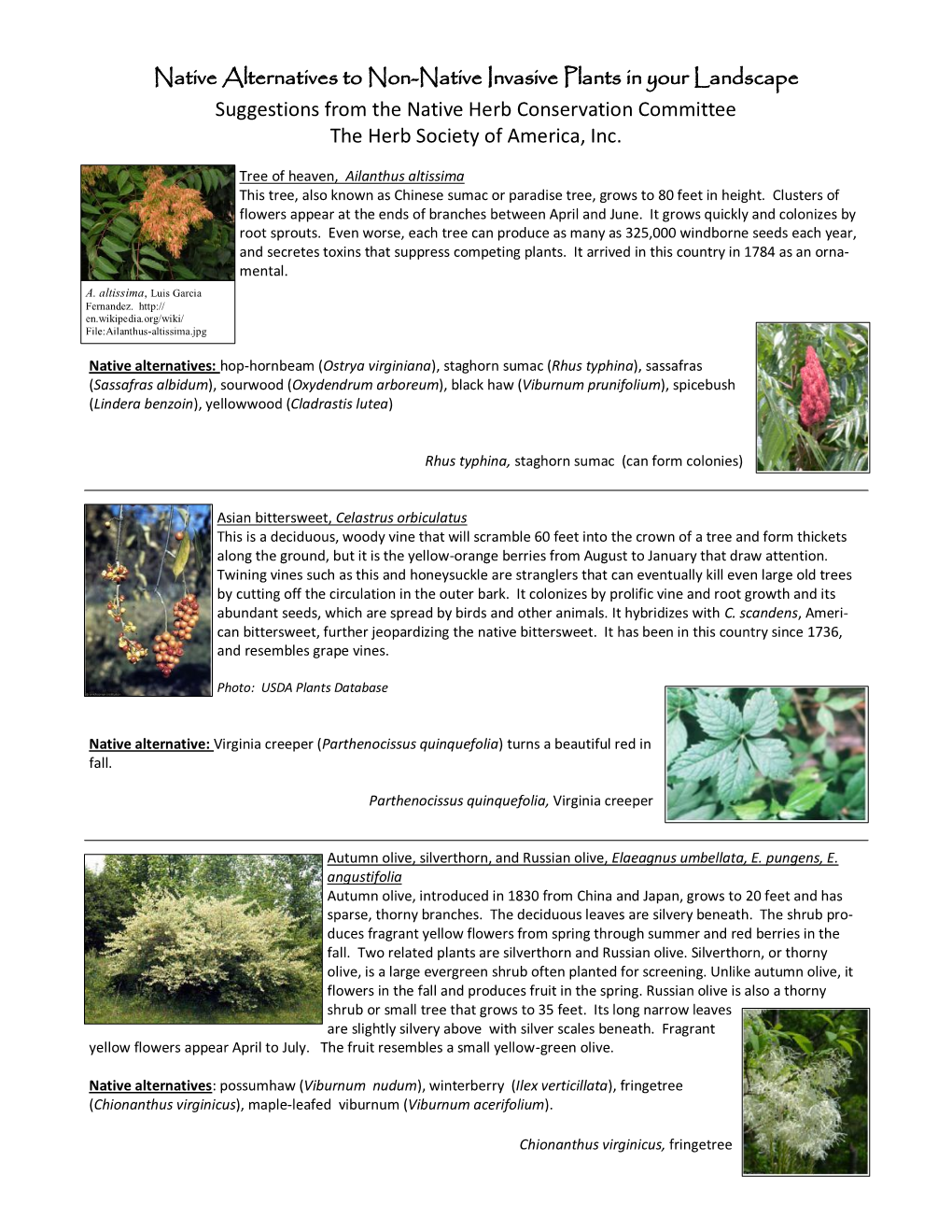 Native Alternatives to Non-Native Invasive Plants in Your Landscape