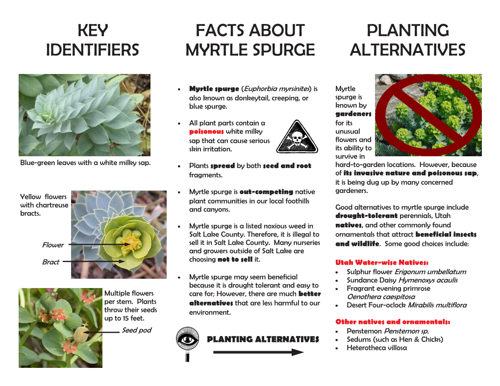 Planting Alternatives Facts About Myrtle Spurge