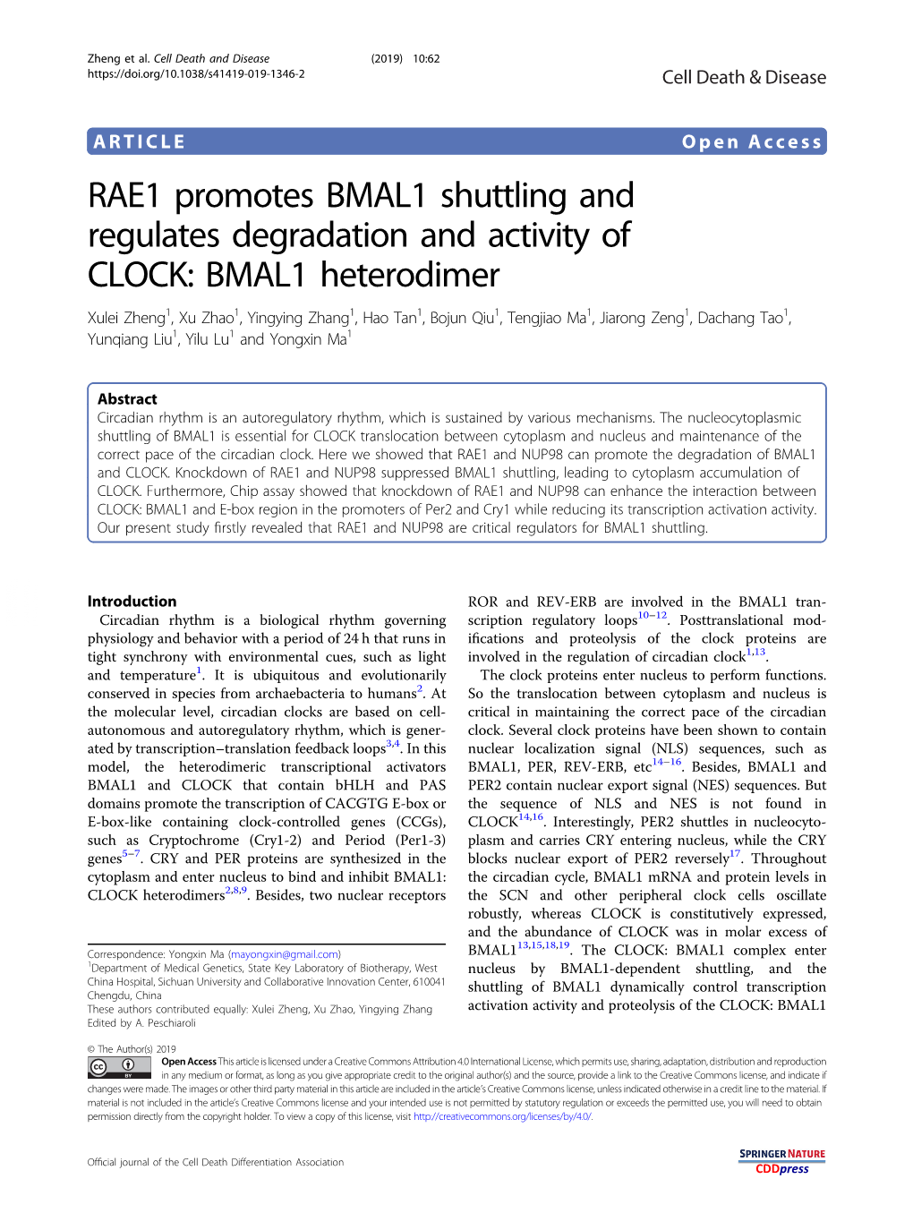 RAE1 Promotes BMAL1 Shuttling and Regulates Degradation and Activity