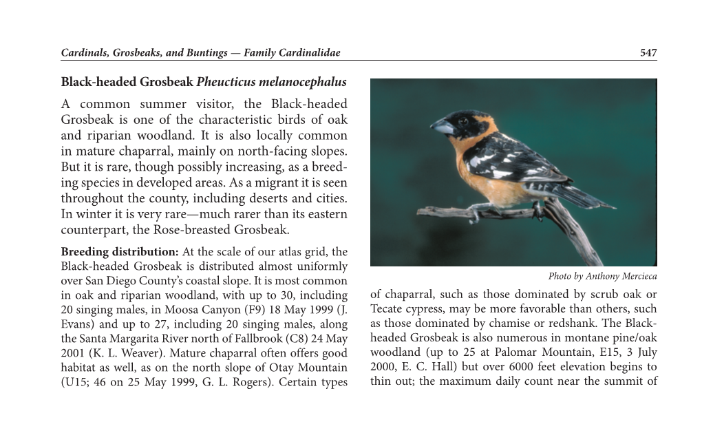 Grosbeak, Black-Headed