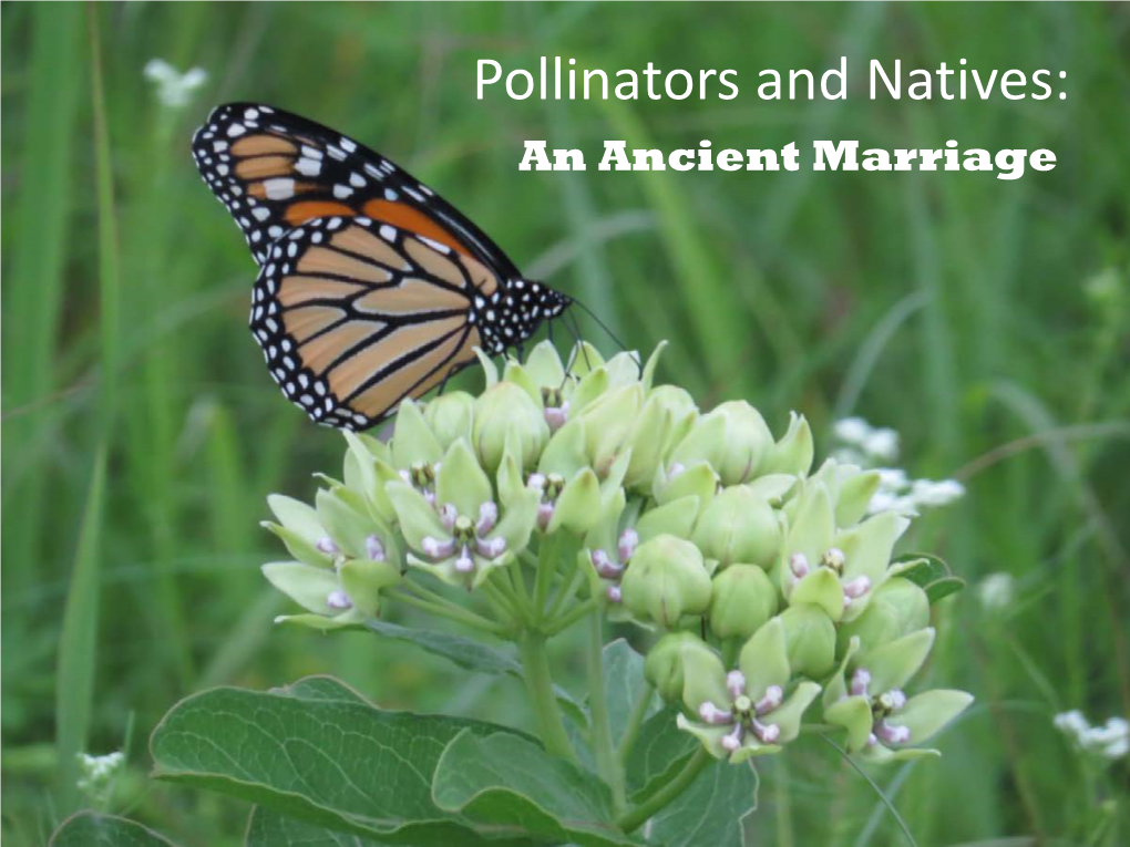 Pollinators and Natives