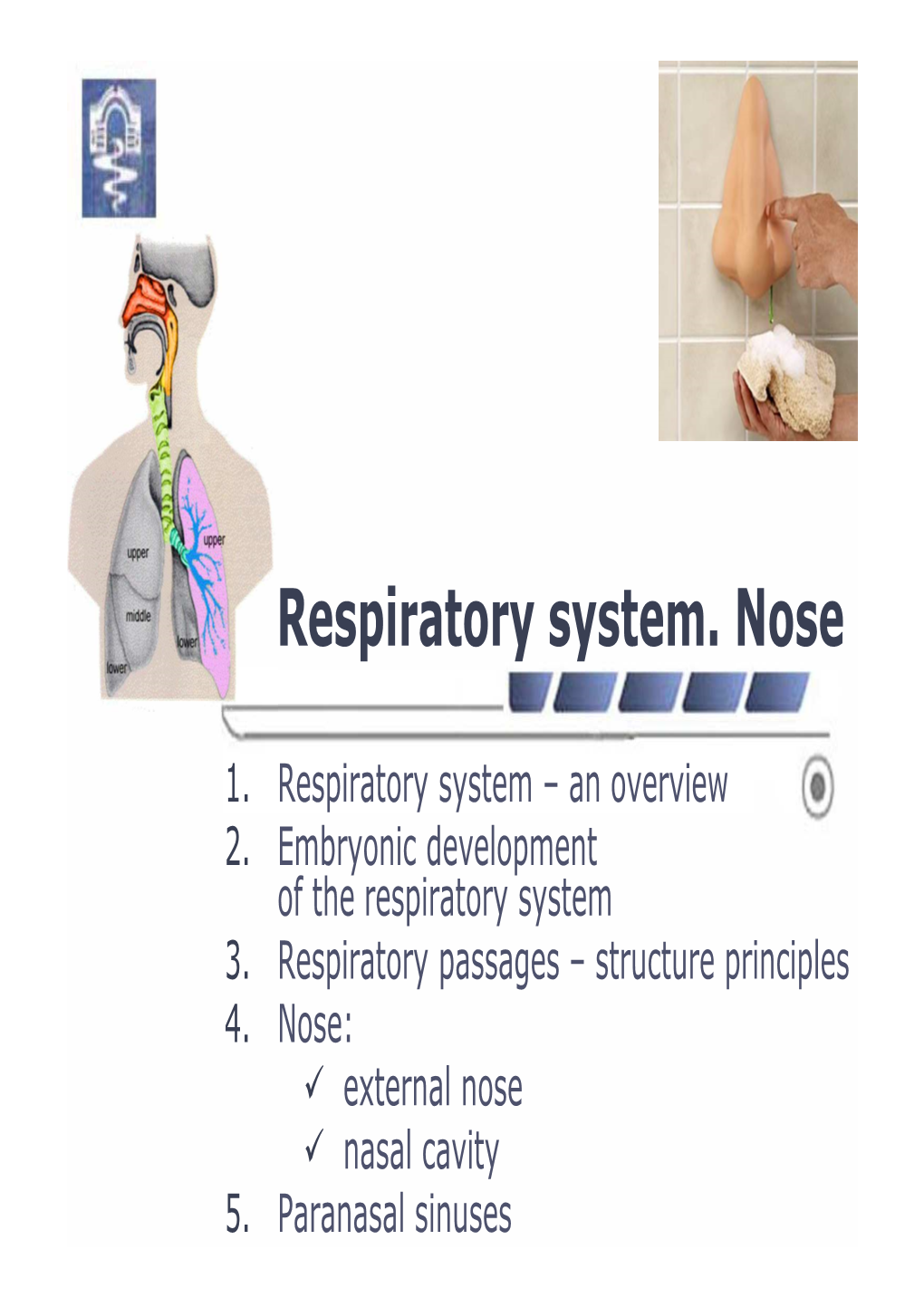 Nose and Paranasal Sinuses