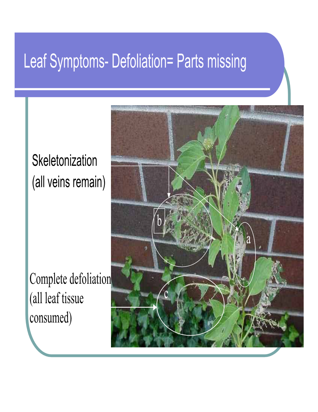 Leaf Symptoms- Defoliation= Parts Missing