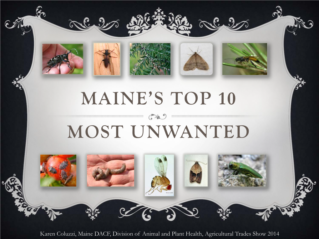 Maine's Top 10 Most Unwanted