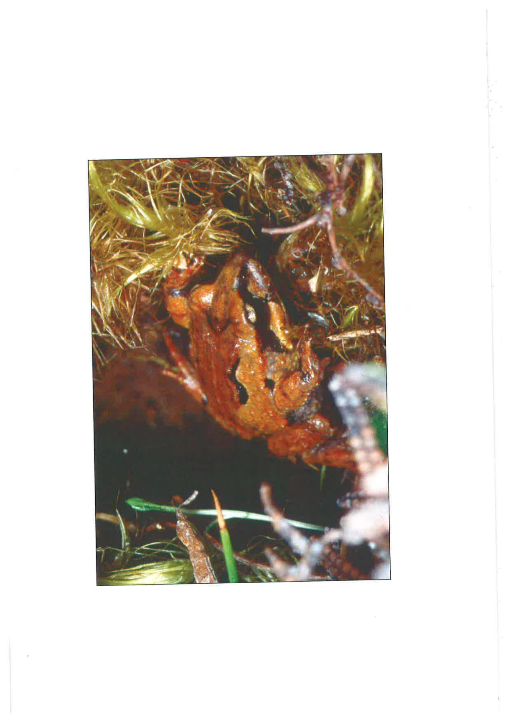 The Ecophysiology of Terrestrial Nesting in Australian Ground Frogs (Anura: Myobatrachinae)