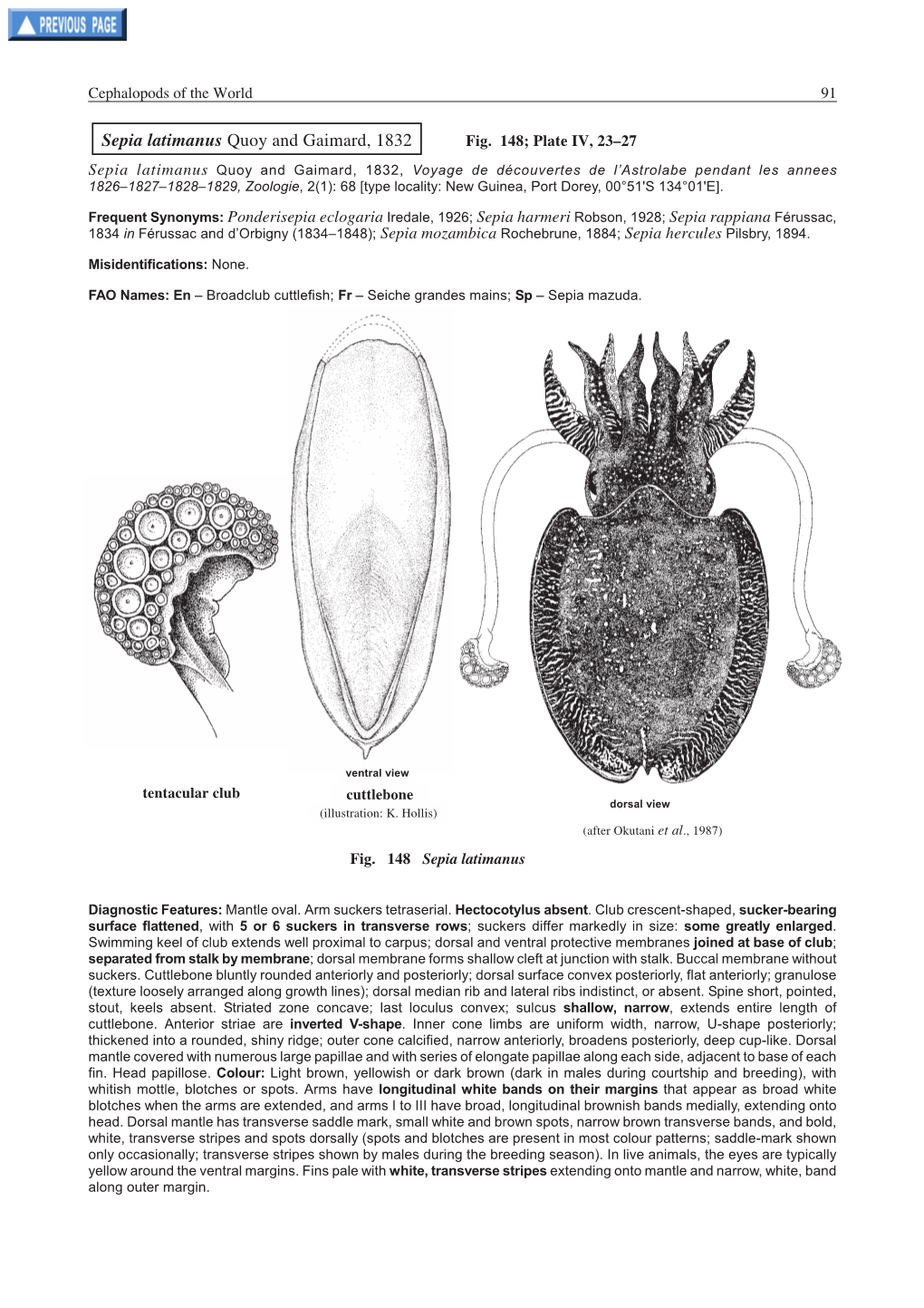 Sepia Latimanus Quoy and Gaimard, 1832 Fig