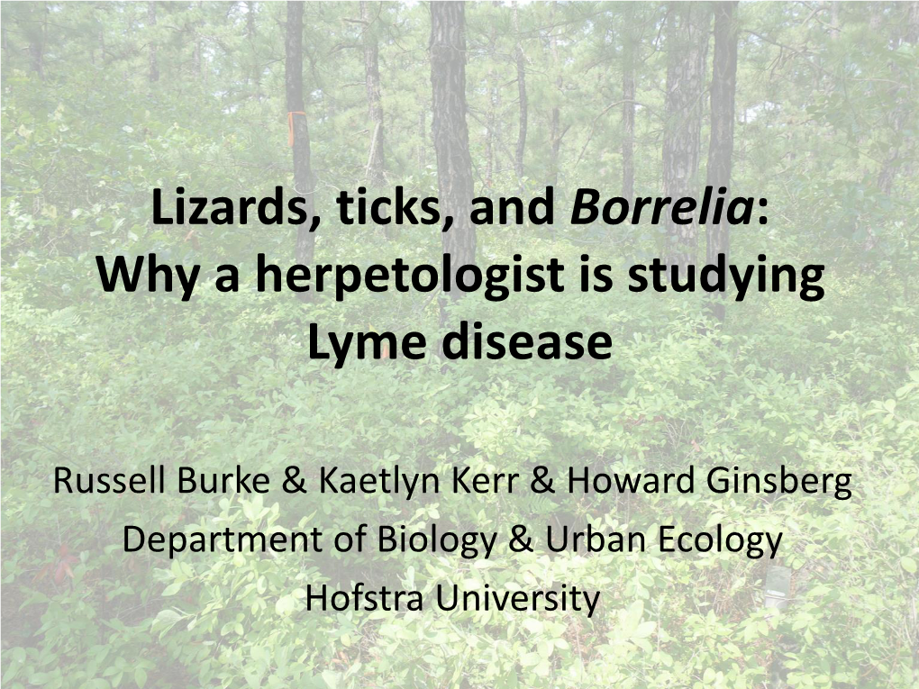 Lizards, Ticks, and Borrelia: Why a Herpetologist Is Studying Lyme Disease