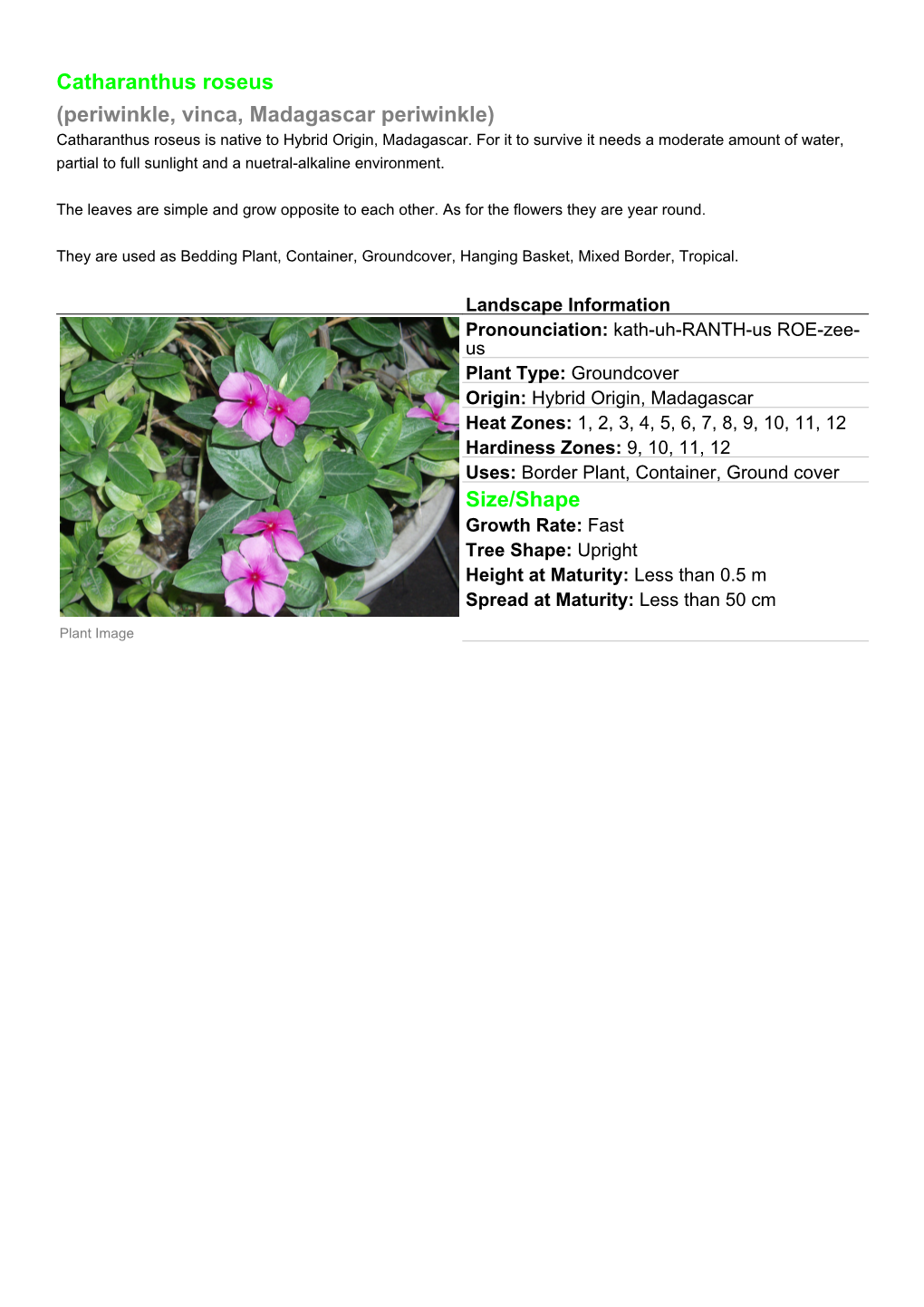 Catharanthus Roseus (Periwinkle, Vinca, Madagascar Periwinkle) Catharanthus Roseus Is Native to Hybrid Origin, Madagascar