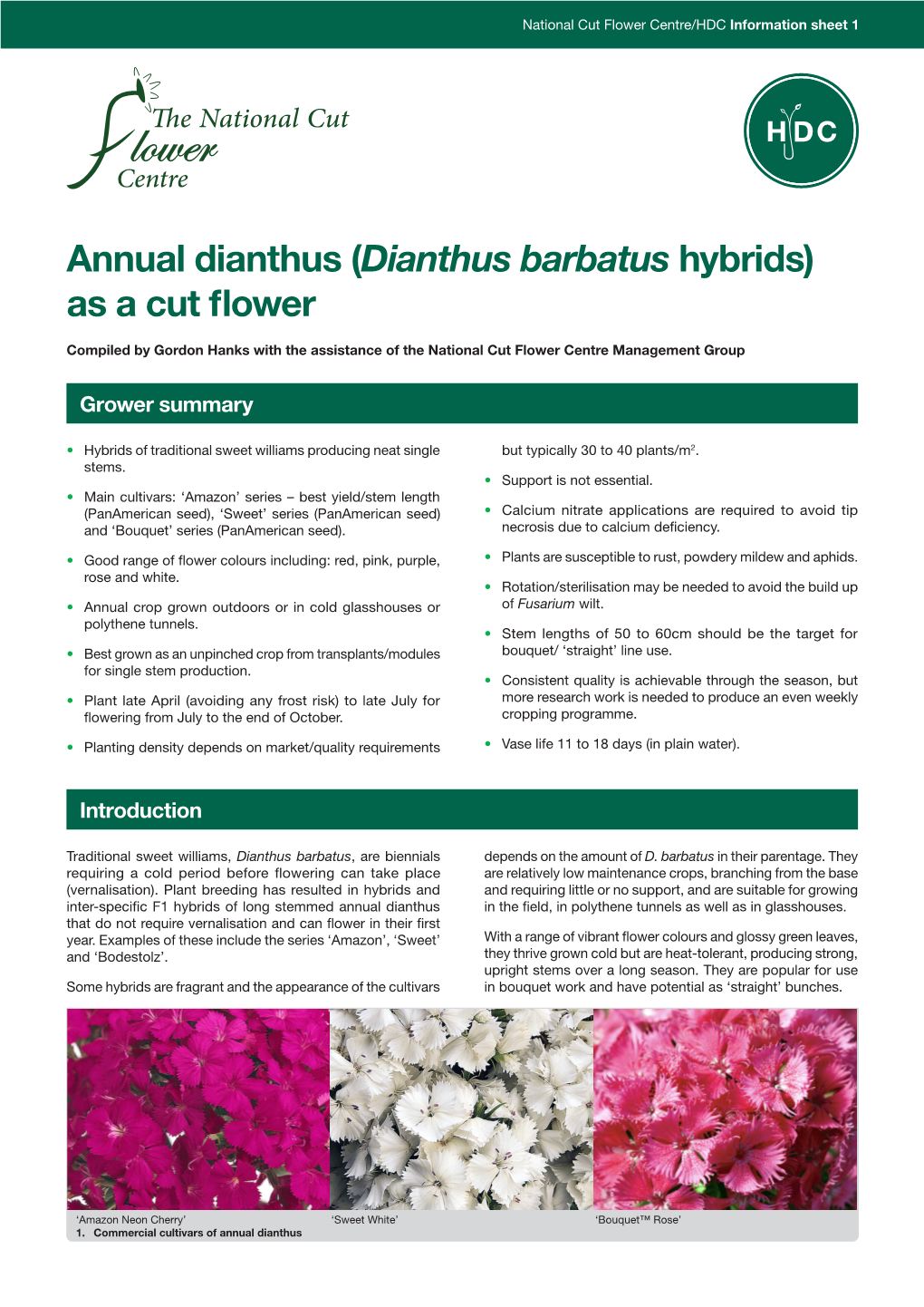 (Dianthus Barbatus Hybrids) As a Cut Flower