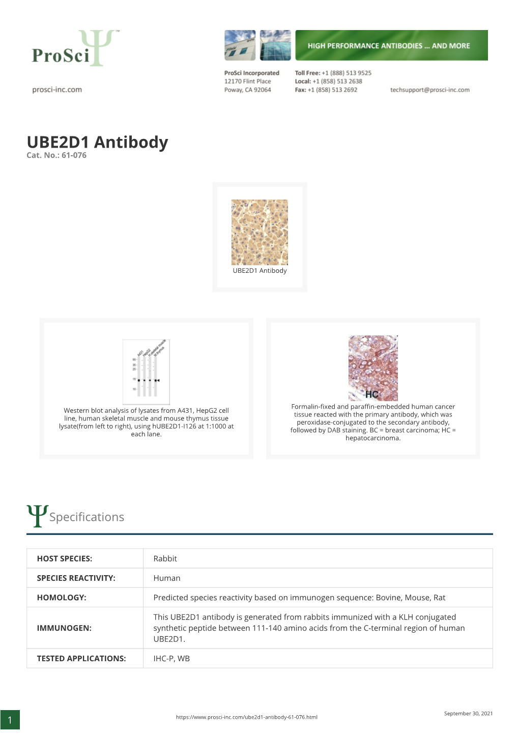 UBE2D1 Antibody Cat