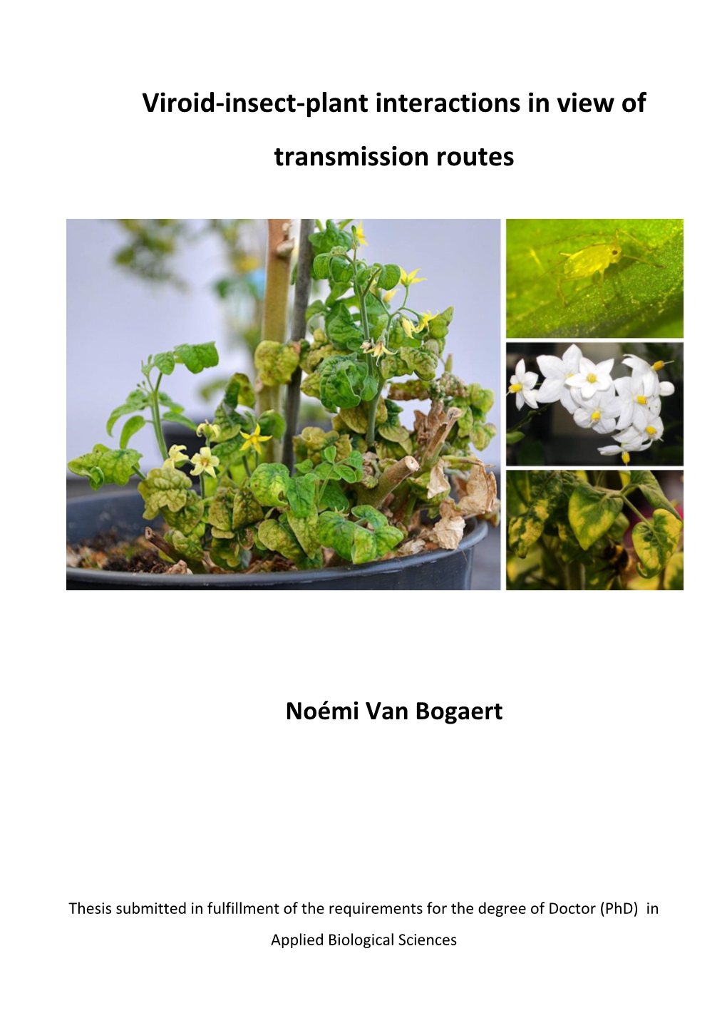 Viroid-Insect-Plant Interactions in View of Transmission Routes