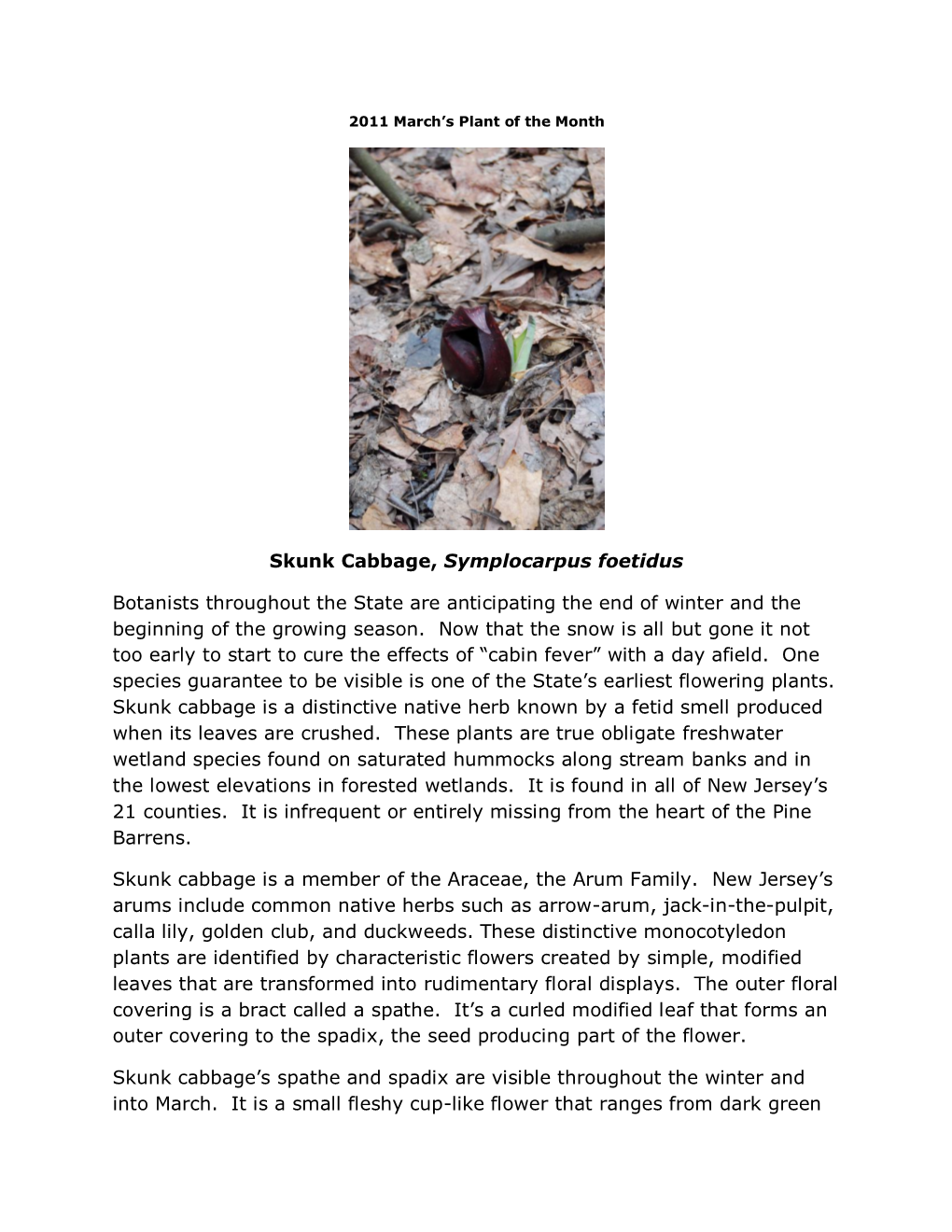 Skunk Cabbage, Symplocarpus Foetidus Botanists Throughout The