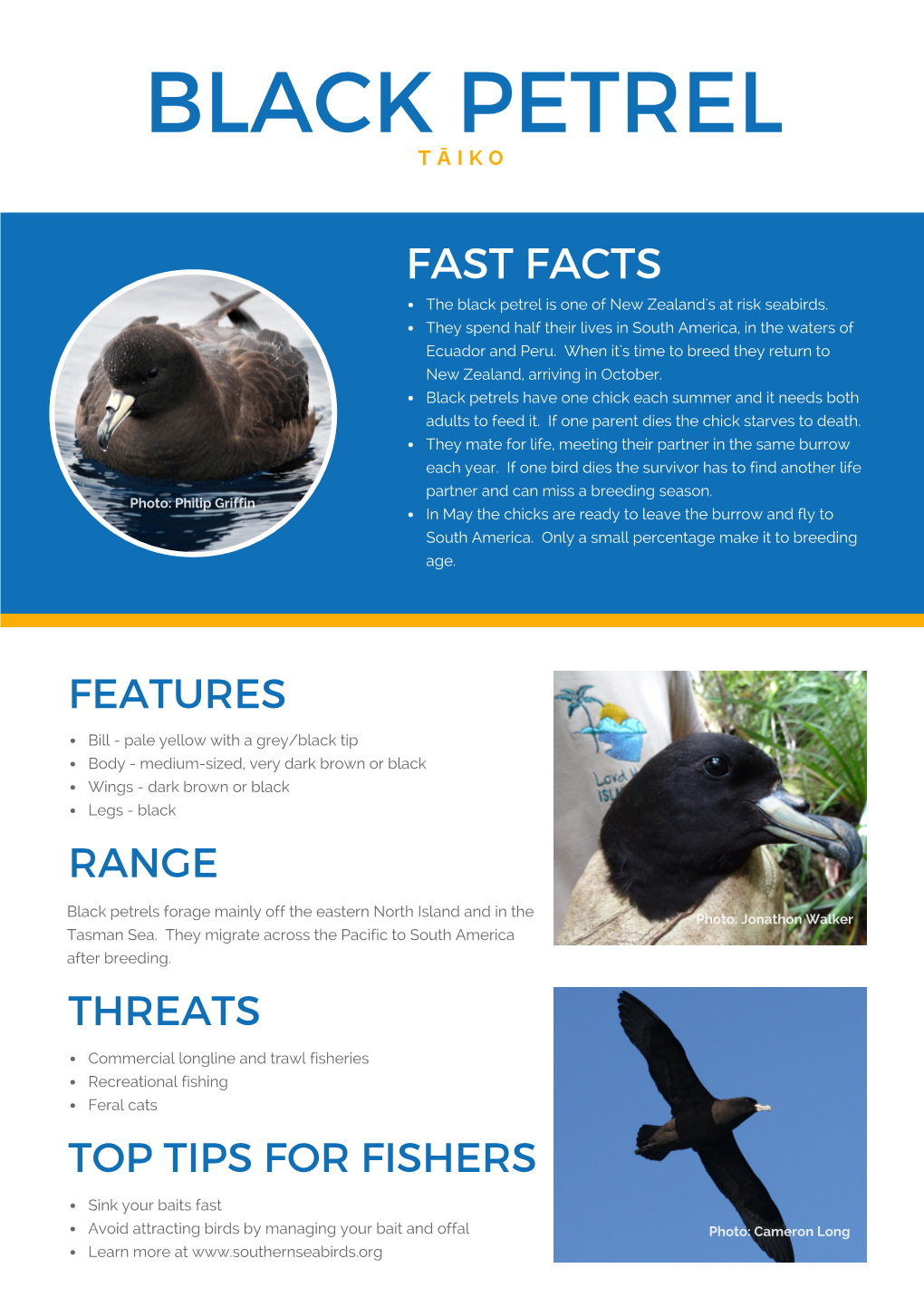 Black Petrel Factsheet