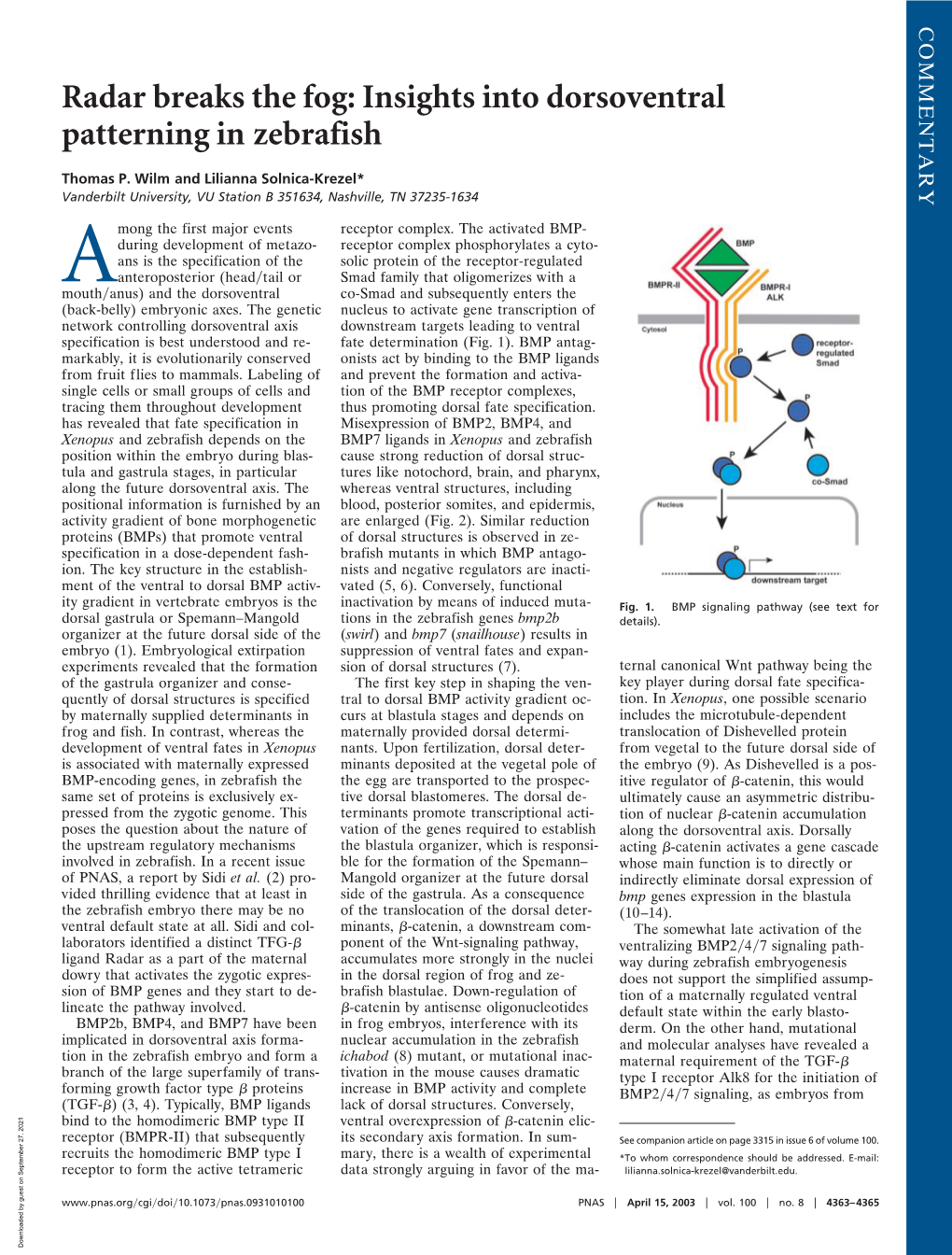 Insights Into Dorsoventral Patterning in Zebrafish