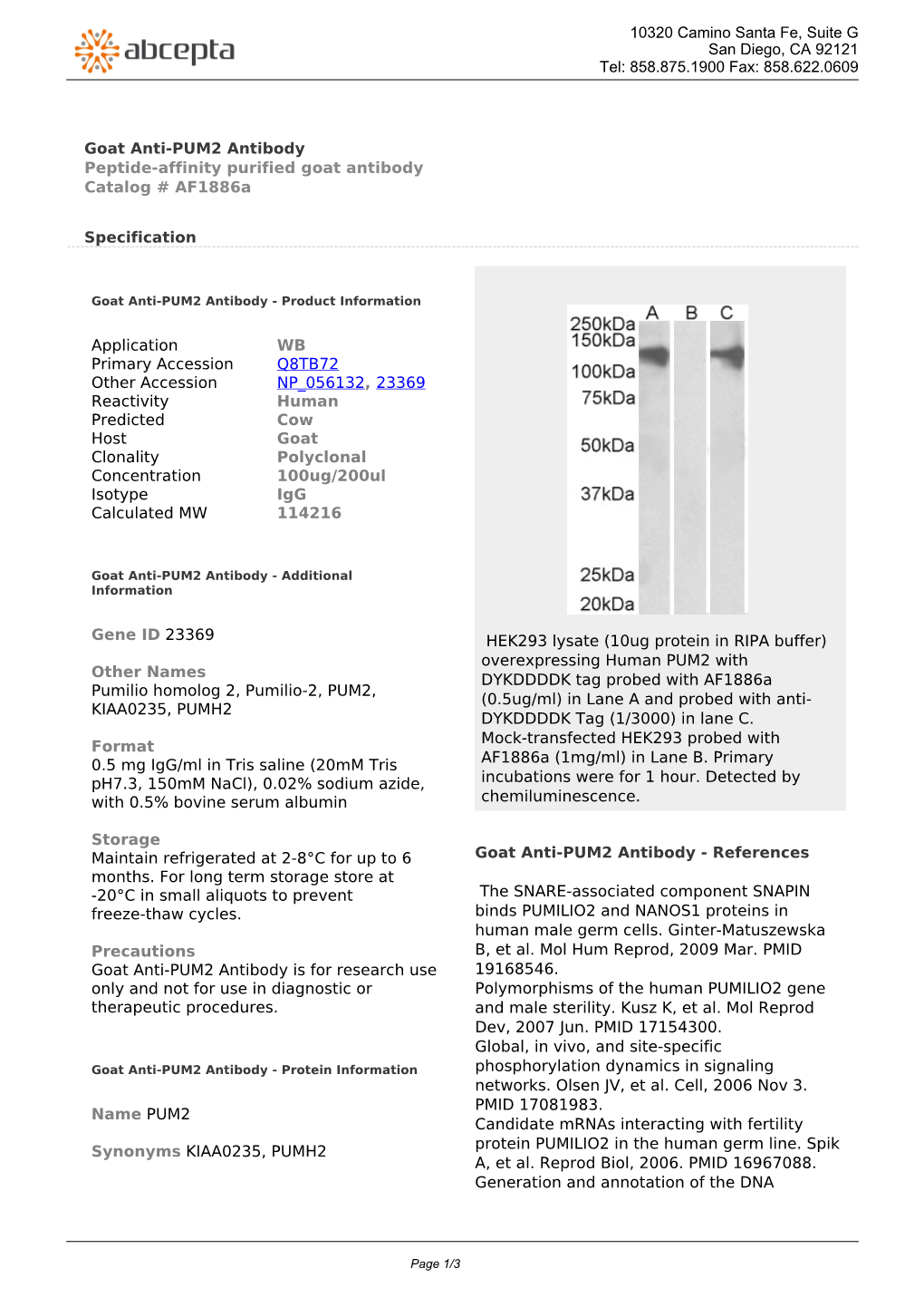 Goat Anti-PUM2 Antibody Peptide-Affinity Purified Goat Antibody Catalog # Af1886a