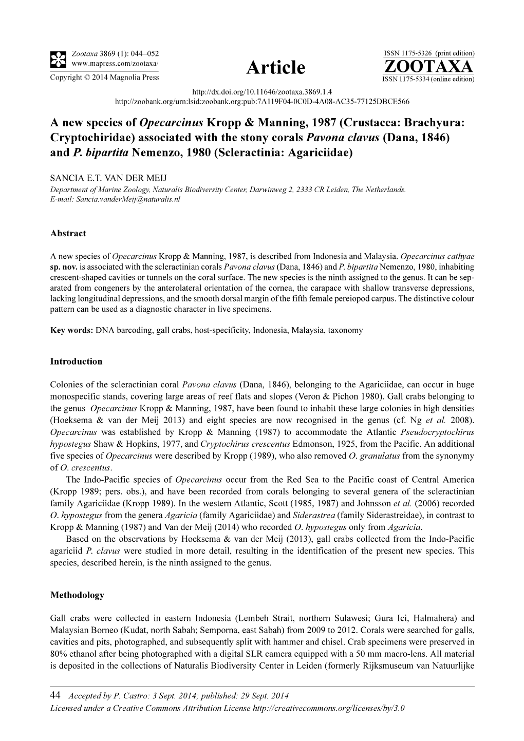 (Crustacea: Brachyura: Cryptochiridae) Associated with the Stony Corals Pavona Clavus (Dana, 1846) and P