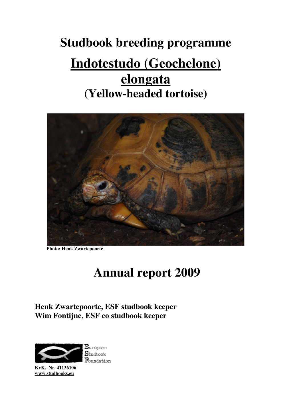 Indotestudo (Geochelone) Elongata (Yellow-Headed Tortoise)