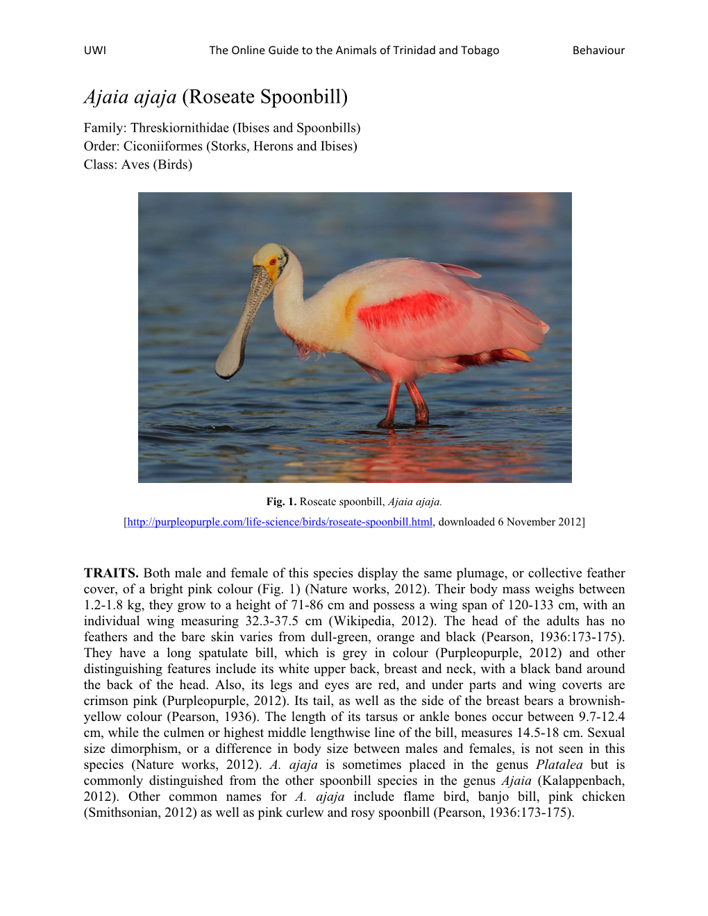 Roseate Spoonbill) Family: Threskiornithidae (Ibises and Spoonbills) Order: Ciconiiformes (Storks, Herons and Ibises) Class: Aves (Birds)