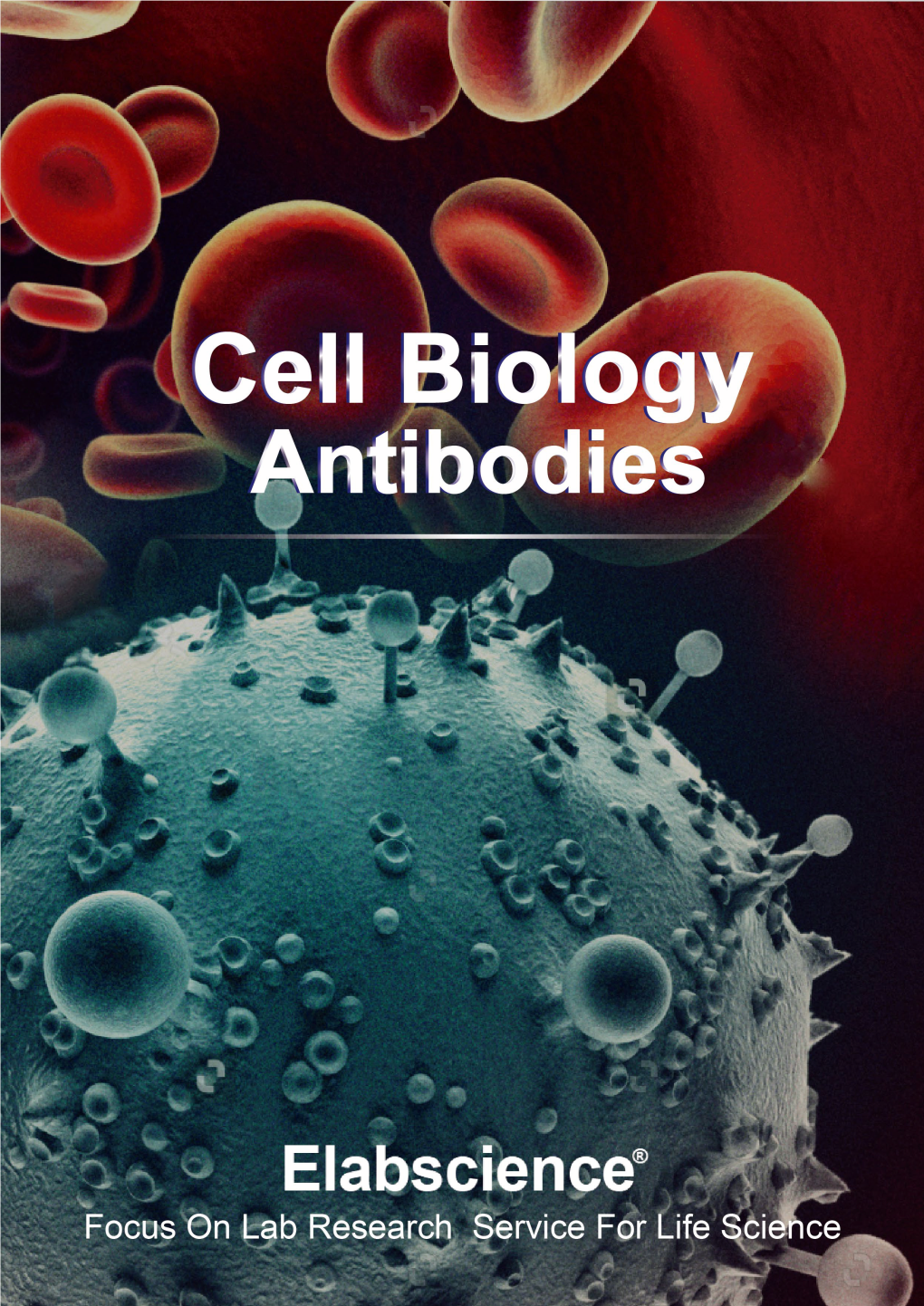 Cell Biology Antibodies