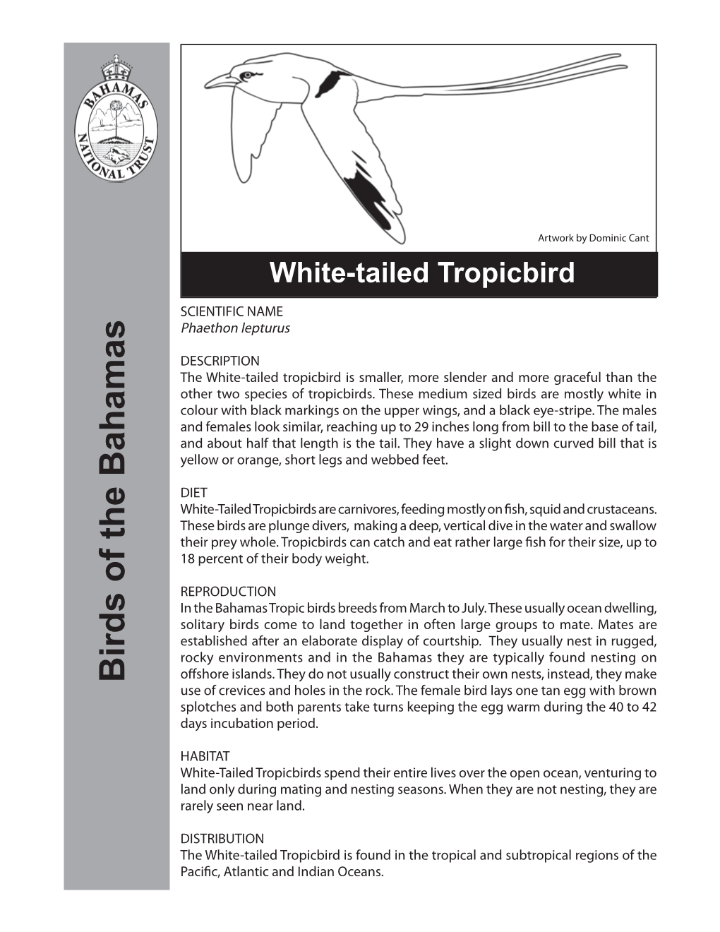 White-Tailed Tropic Bird