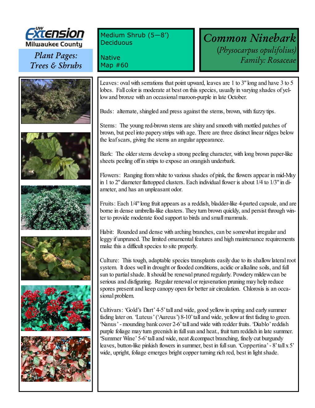 Common Ninebark (Physocarpus Opulifolius) Plant Pages: Native Family: Rosaceae Trees & Shrubs Map #60