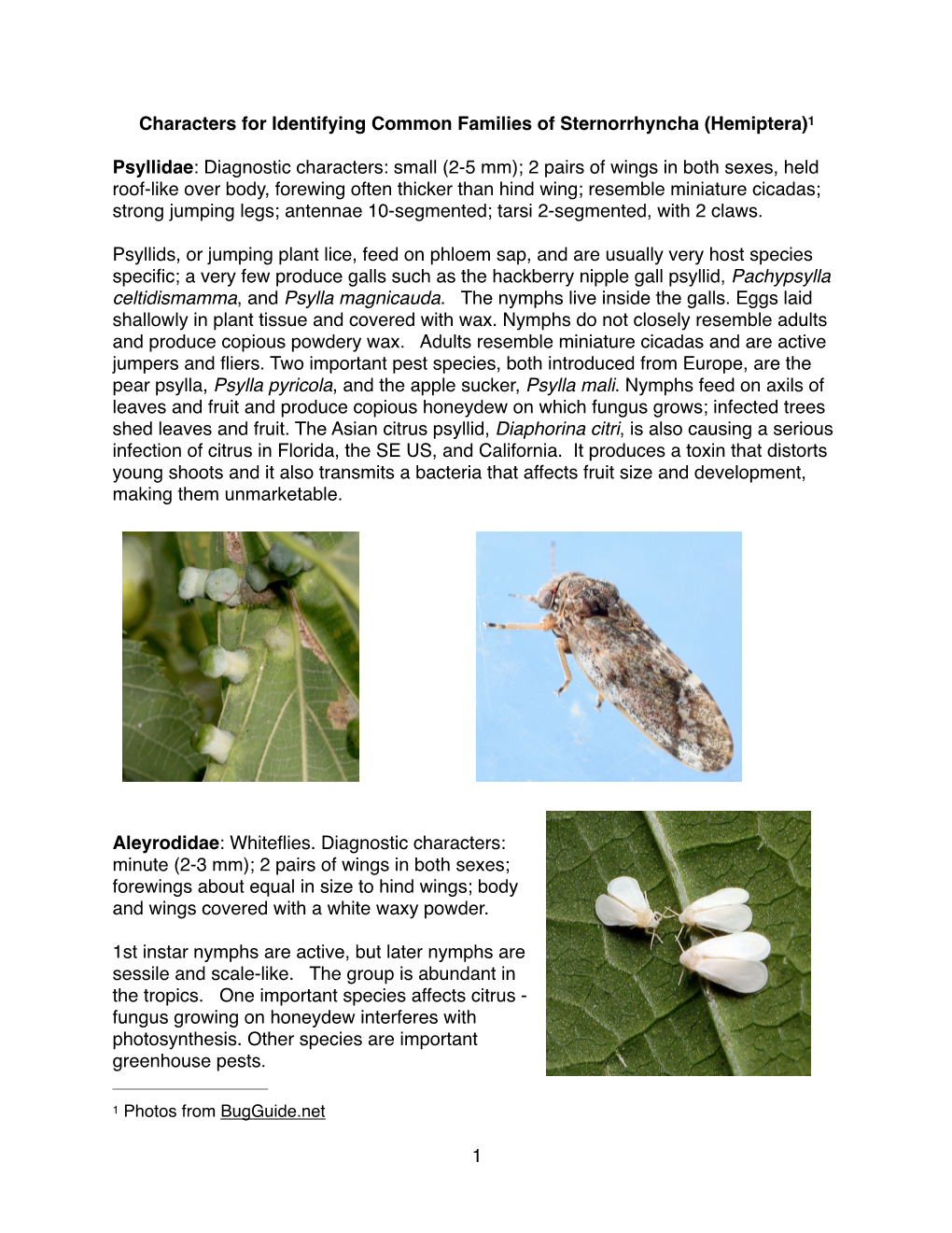 Characters for Identifying Common Families of Sternorrhyncha (Hemiptera)1