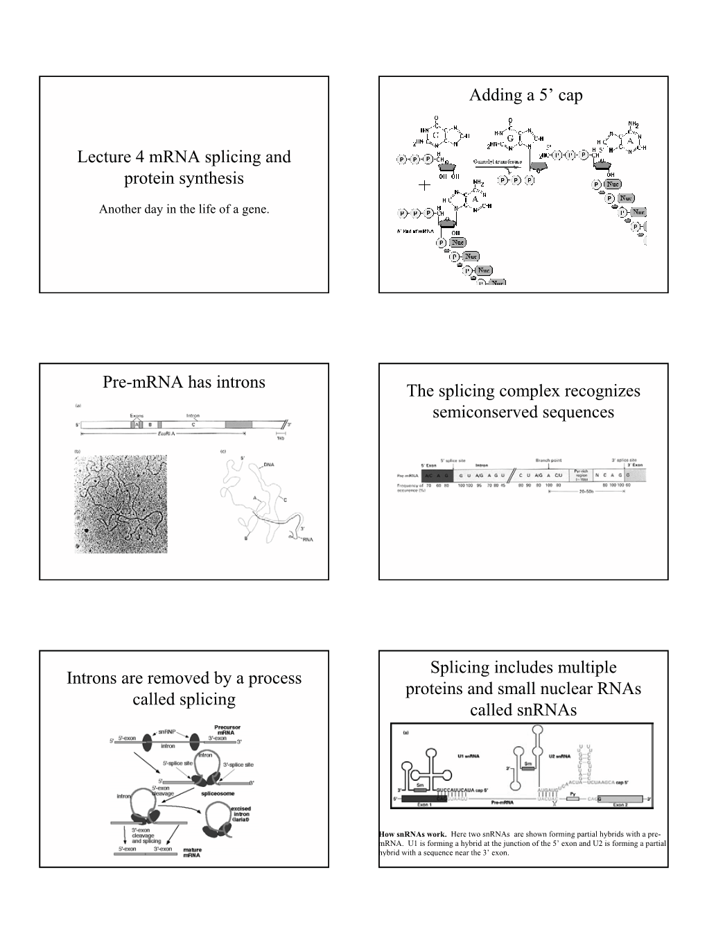 Lecture 4 Mrna Splicing and Protein Synthesis Adding a 5' Cap Pre