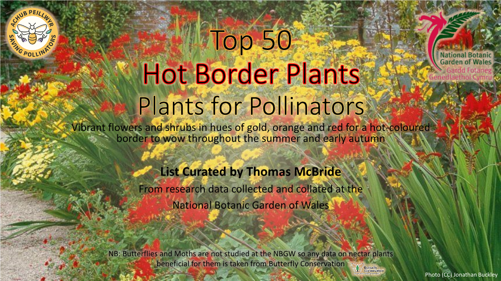 Top 50 Hot Border Plants for Pollinators