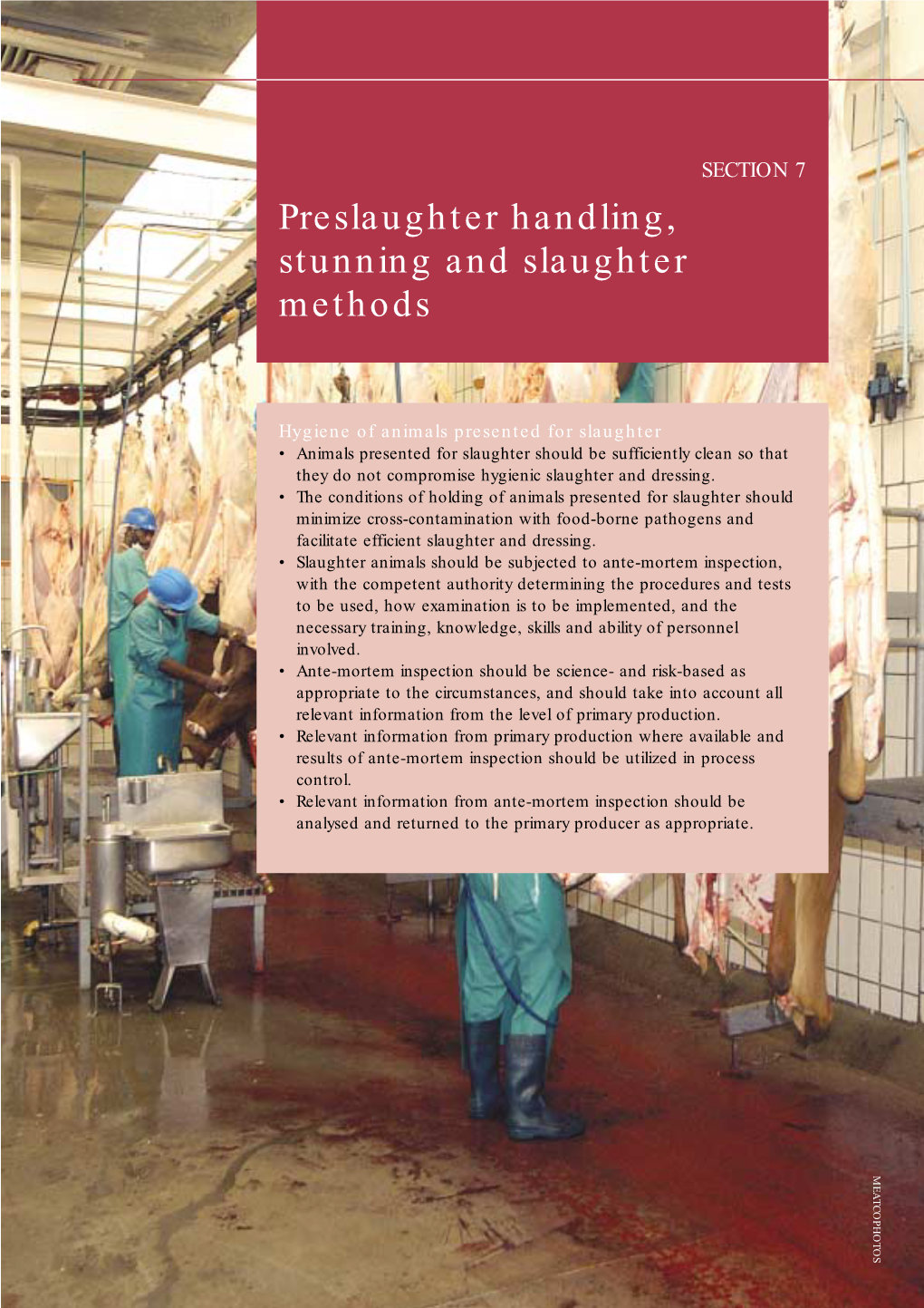 Preslaughter Handling, Stunning and Slaughter Methods
