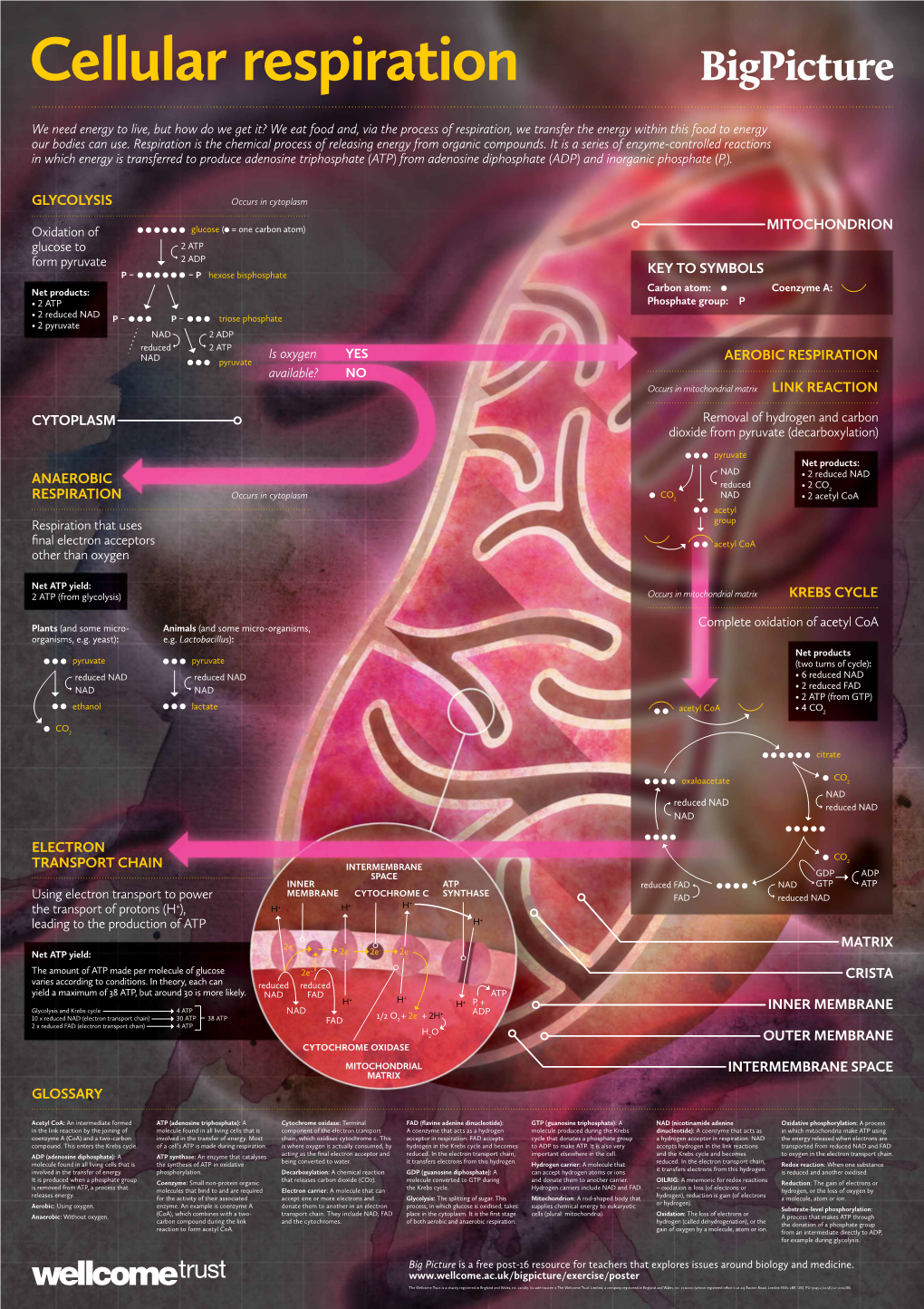 Key to Symbols Matrix Crista Inner Membrane Outer