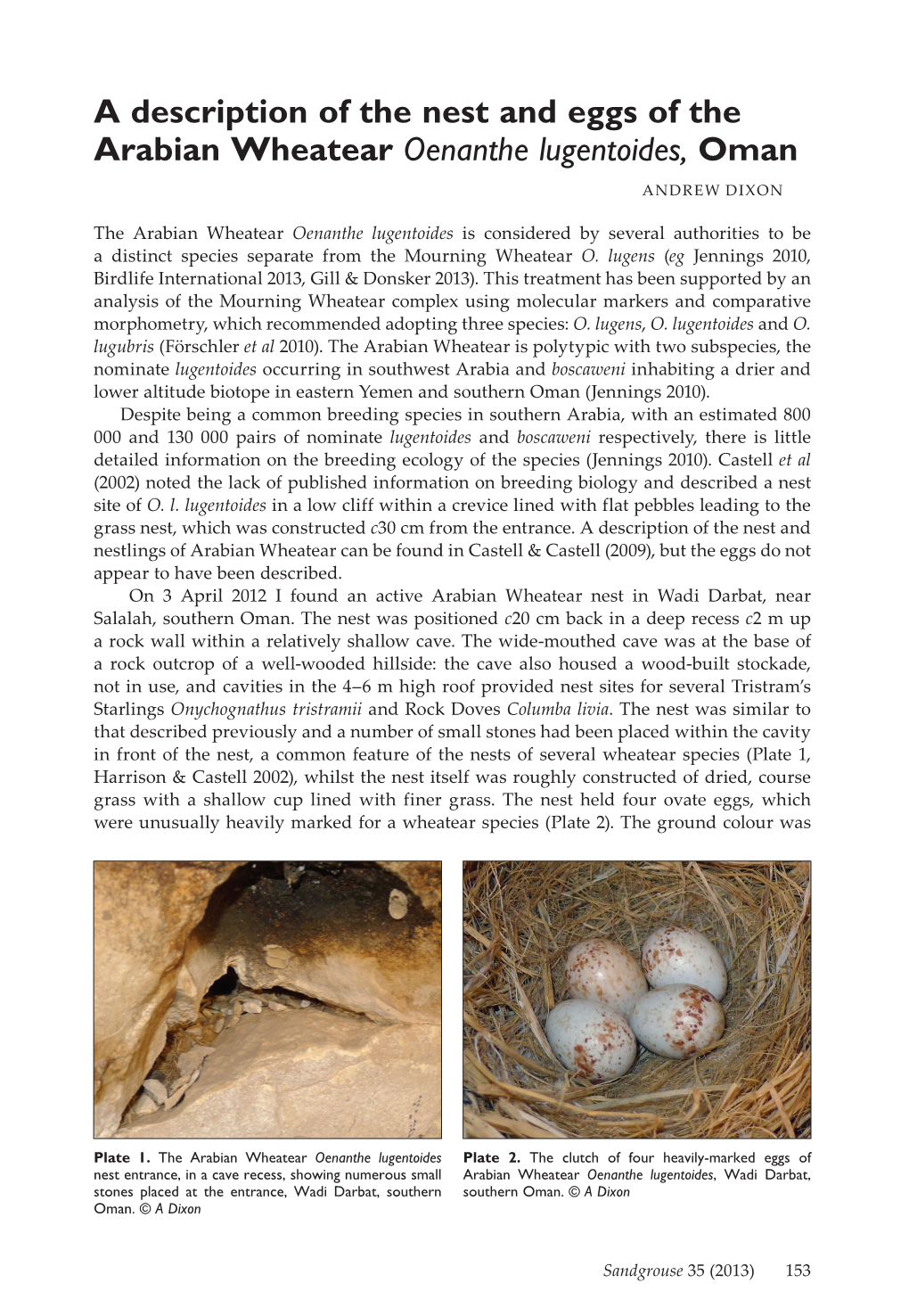 A Description of the Nest and Eggs of the Arabian Wheatear Oenanthe Lugentoides, Oman Andrew Dixon