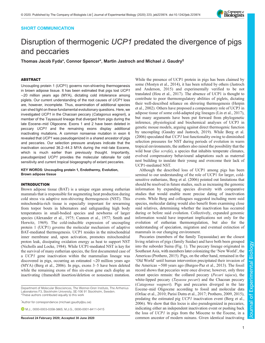 UCP1</Italic> Predated the Divergence of Pigs and Peccaries