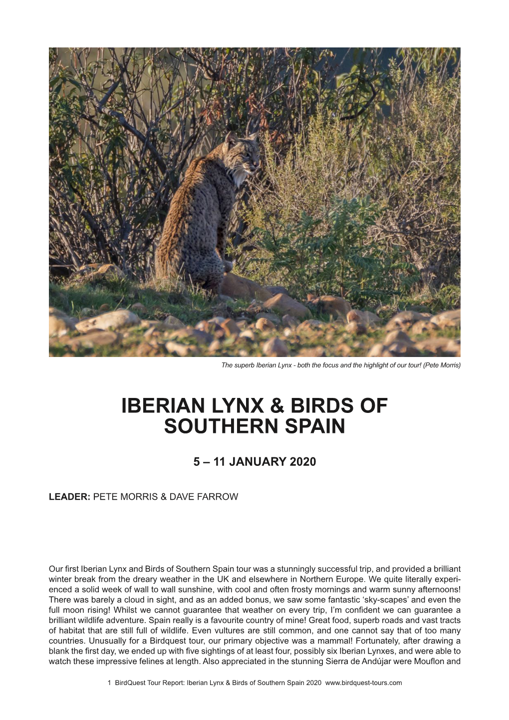 Iberian Lynx & Birds of Southern Spain Tour Report 2020