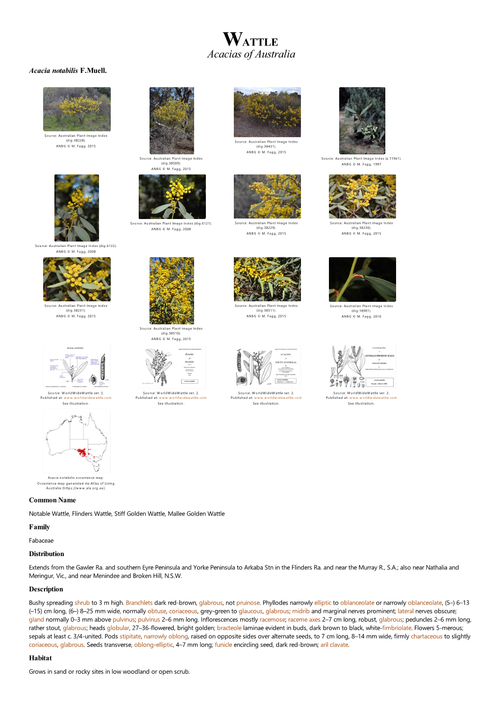 Acacia Notabilis F.Muell