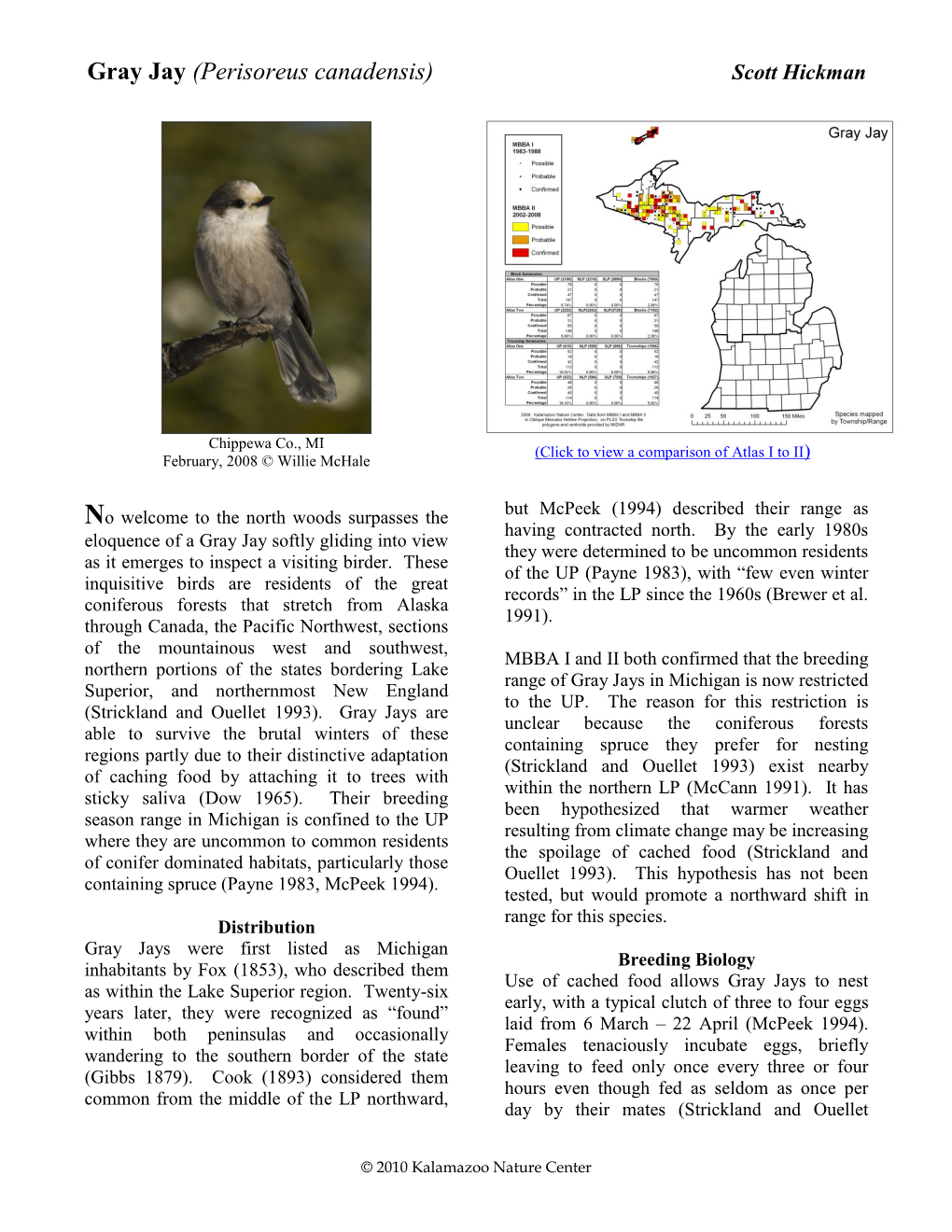 Gray Jay (Perisoreus Canadensis) Scott Hickman