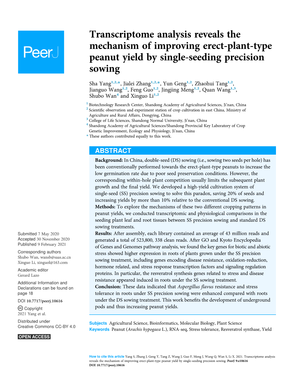 Transcriptome Analysis Reveals the Mechanism of Improving Erect-Plant-Type Peanut Yield by Single-Seeding Precision Sowing