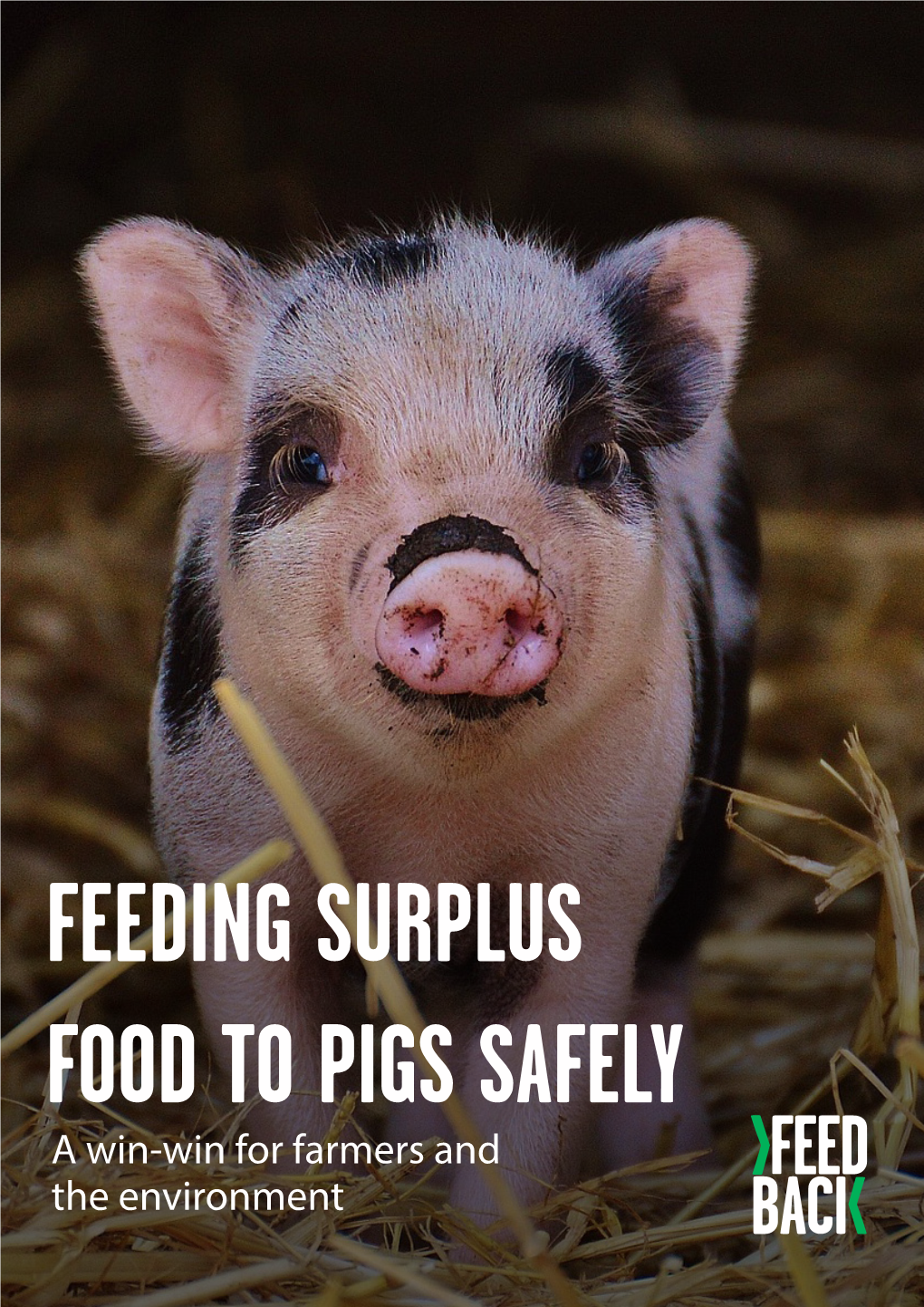 Feeding Surplus Food to Pigs Safely: a Win-Win for Farmers and the Environment London: Feedback