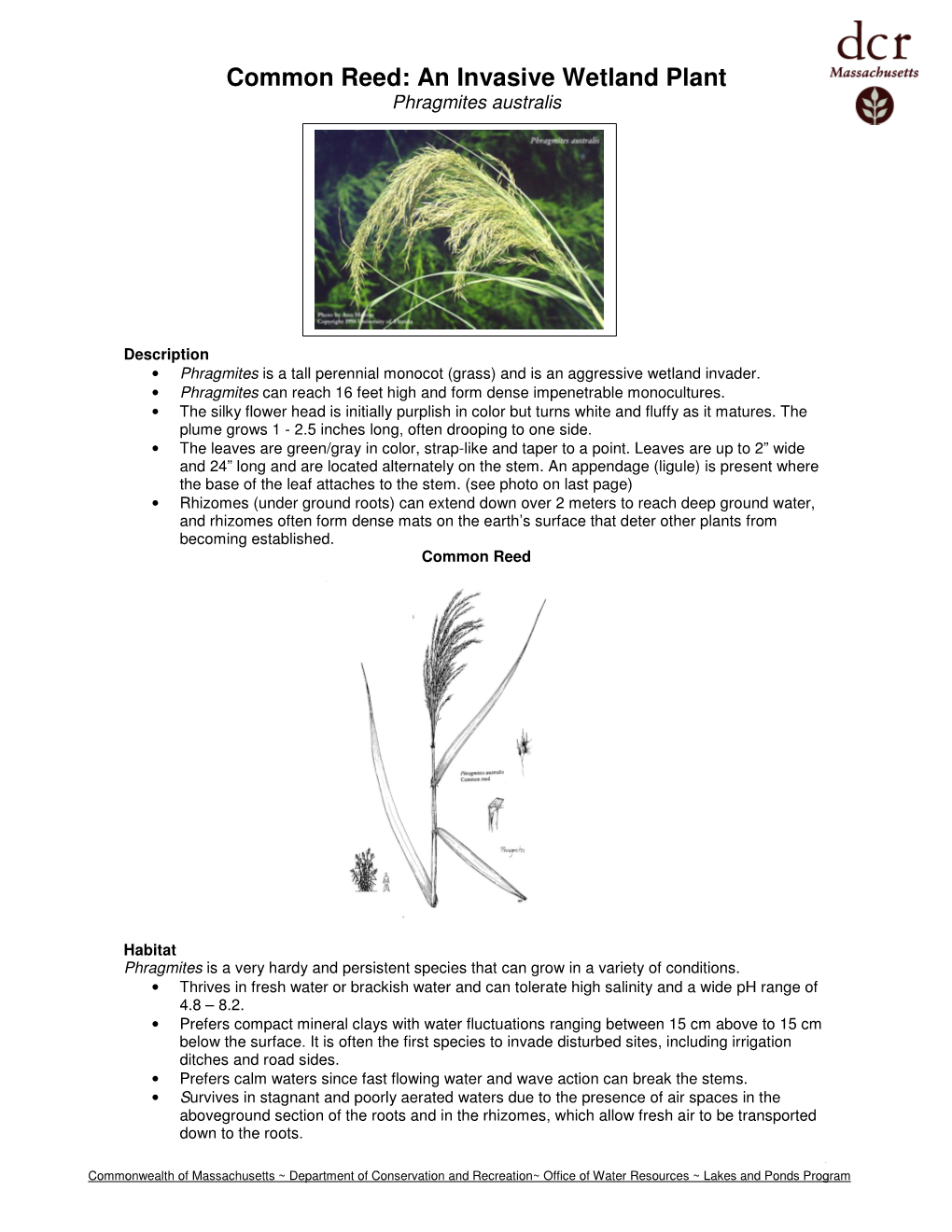 Common Reed: an Invasive Wetland Plant Phragmites Australis